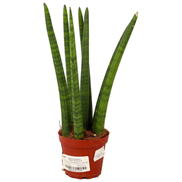 Растение комнатное Nicole №25